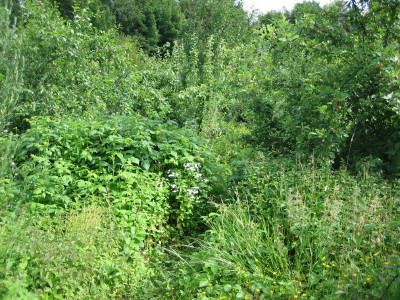 FG July 2011_005.JPG